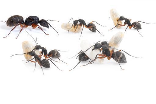 Camponotus brasiliensis 1 Königin, 1-4 Arbeiterinnen