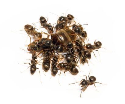 Lasius niger 1 Königin, 5-10 Arbeiterinnen