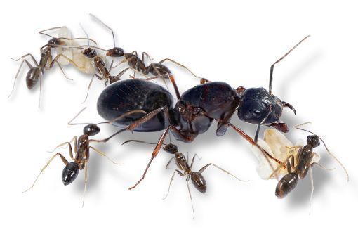 Camponotus sylvaticus 