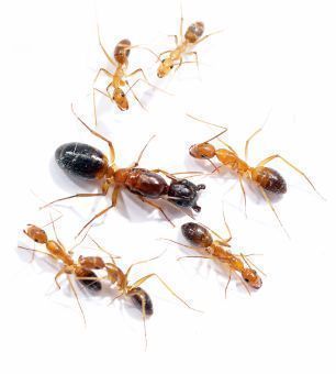 Camponotus pseudoirritans 