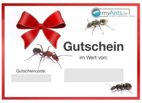 Gutscheine von MyAnts.de 