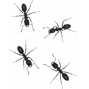 Dinoponera australis 