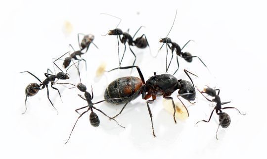Camponotus cruentatus 1 Königin, 1-4 Arbeiterinnen