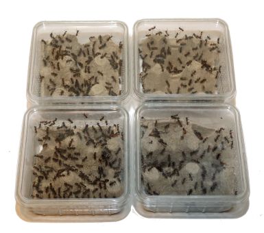 Arbeiterinnen Camponotus rufipes 