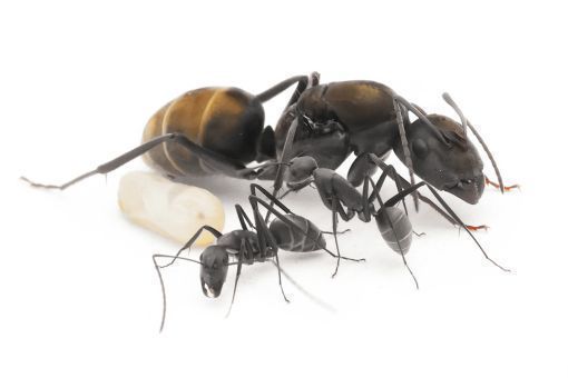 Camponotus parius 