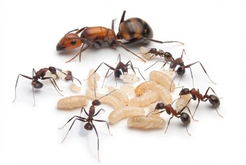 Camponotus nicobarensis 