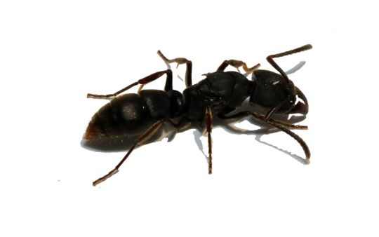 Ectomomyrmex astutus - Pachycondyla astuta 