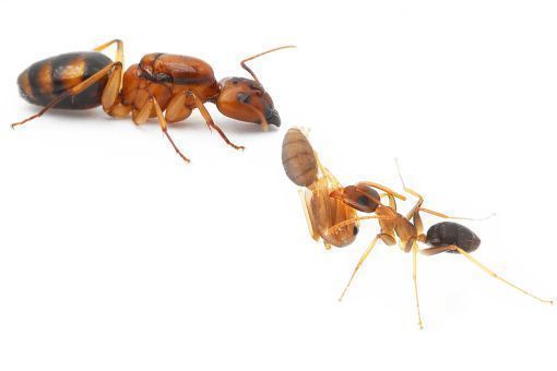 Camponotus maculatus subnudus 