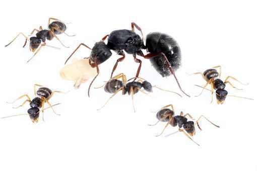 Camponotus mus 1 Königin, 1-4 Arbeiterinnen