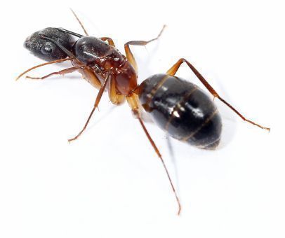Camponotus arrogans 