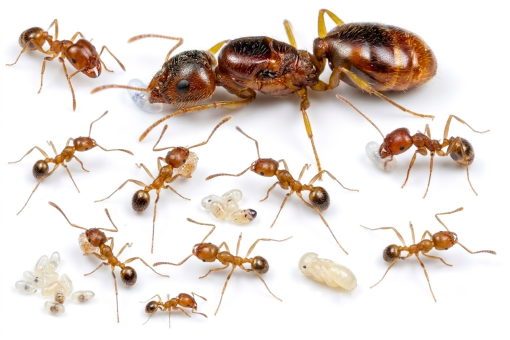 Pheidole pallidula 