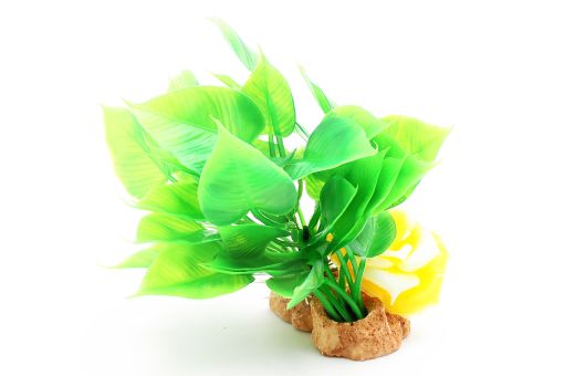 Ameisenpflanze Benjamini 