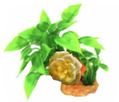 Ameisenpflanze Benjamini 1 Stück