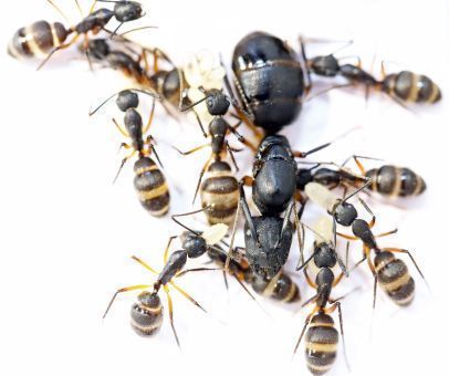 Camponotus rufipes 1 Königin, 1-4 Arbeiterinnen
