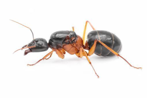 Camponotus festinus 