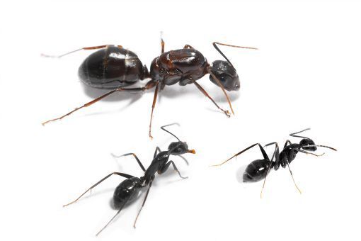 Camponotus punctulatus 