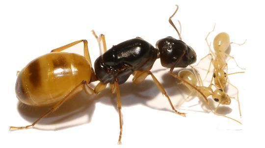 Camponotus turkestanus 