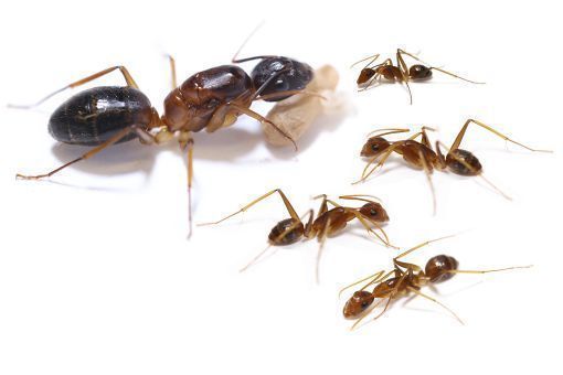 Camponotus pseudolendus 1 Königin, 1-4 Arbeiterinnen