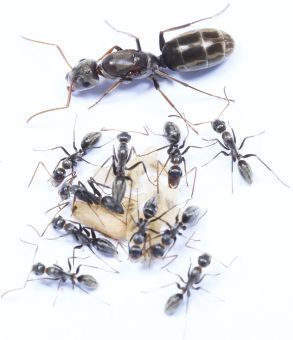Camponotus vestitus 